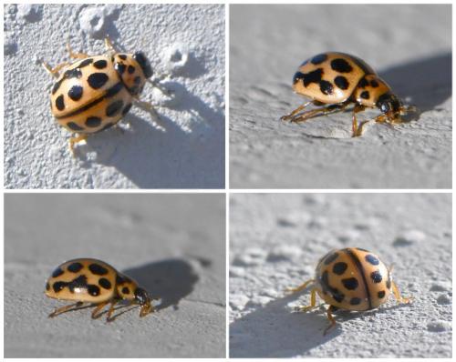 Tytthaspis sedecimpunctata